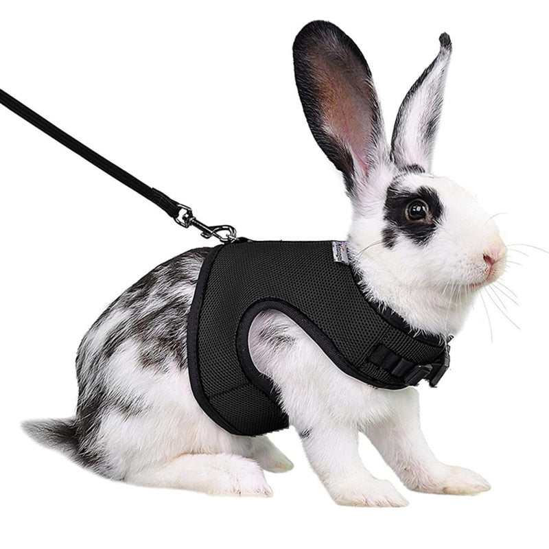Harnais Lapin avec Laisse - Le Petit Monsieur