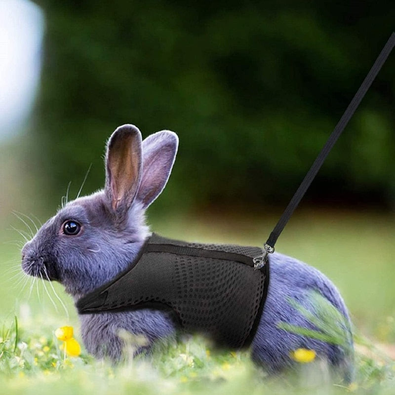 Harnais Lapin avec Laisse - Le Petit Monsieur