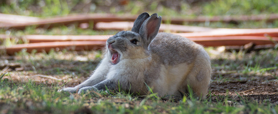 Pourquoi mon lapin me mordille ?