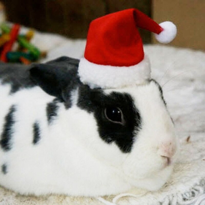 Costume De Noël Pour Chien Et Chat - Lot De 2 : Bonnet Et écharpe Rouges - Taille Ajustable - Idéal Pour Photos De Fêtes - 11